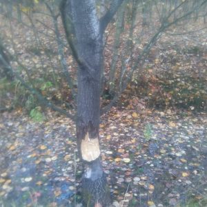"Pamiątka" pozostawiona przez bobry